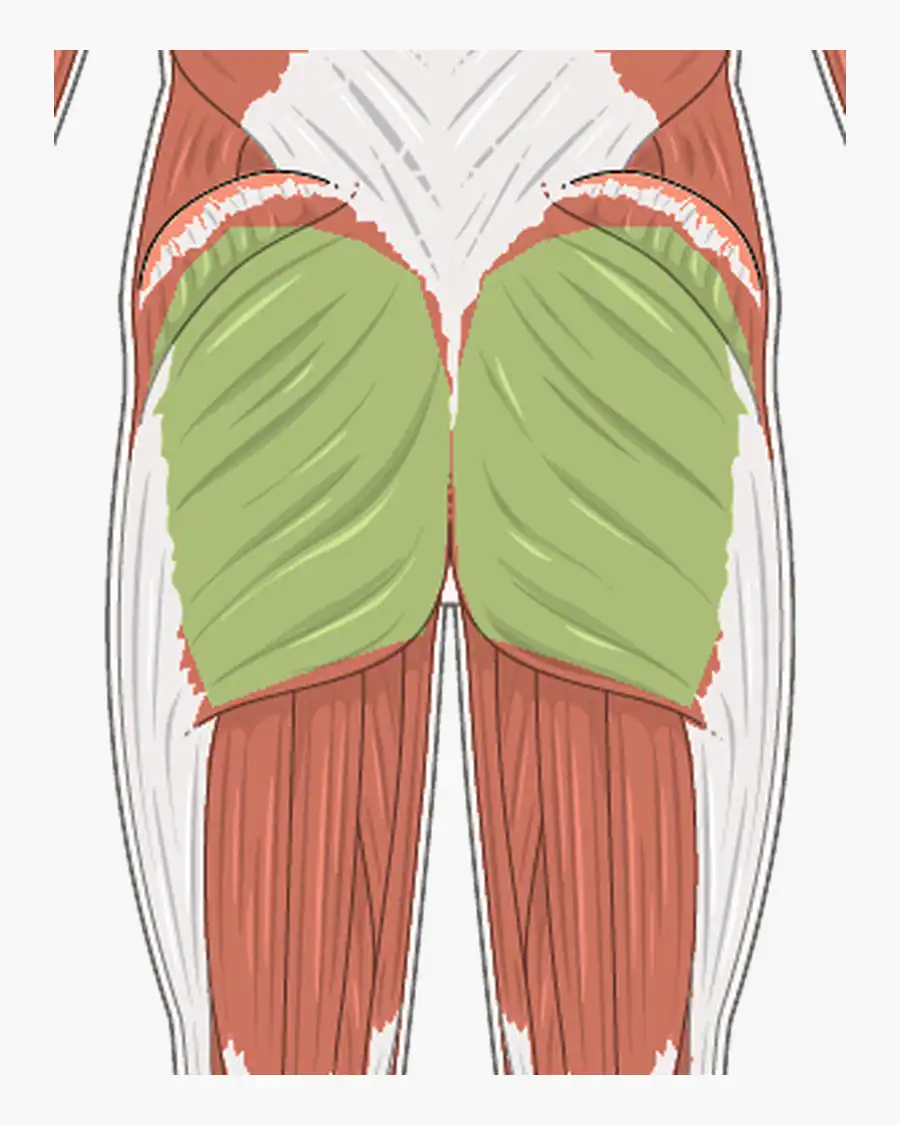 Achteraanzicht met de grote bilspieren, de gluteus maximus, lichtgroen gemarkeerd.