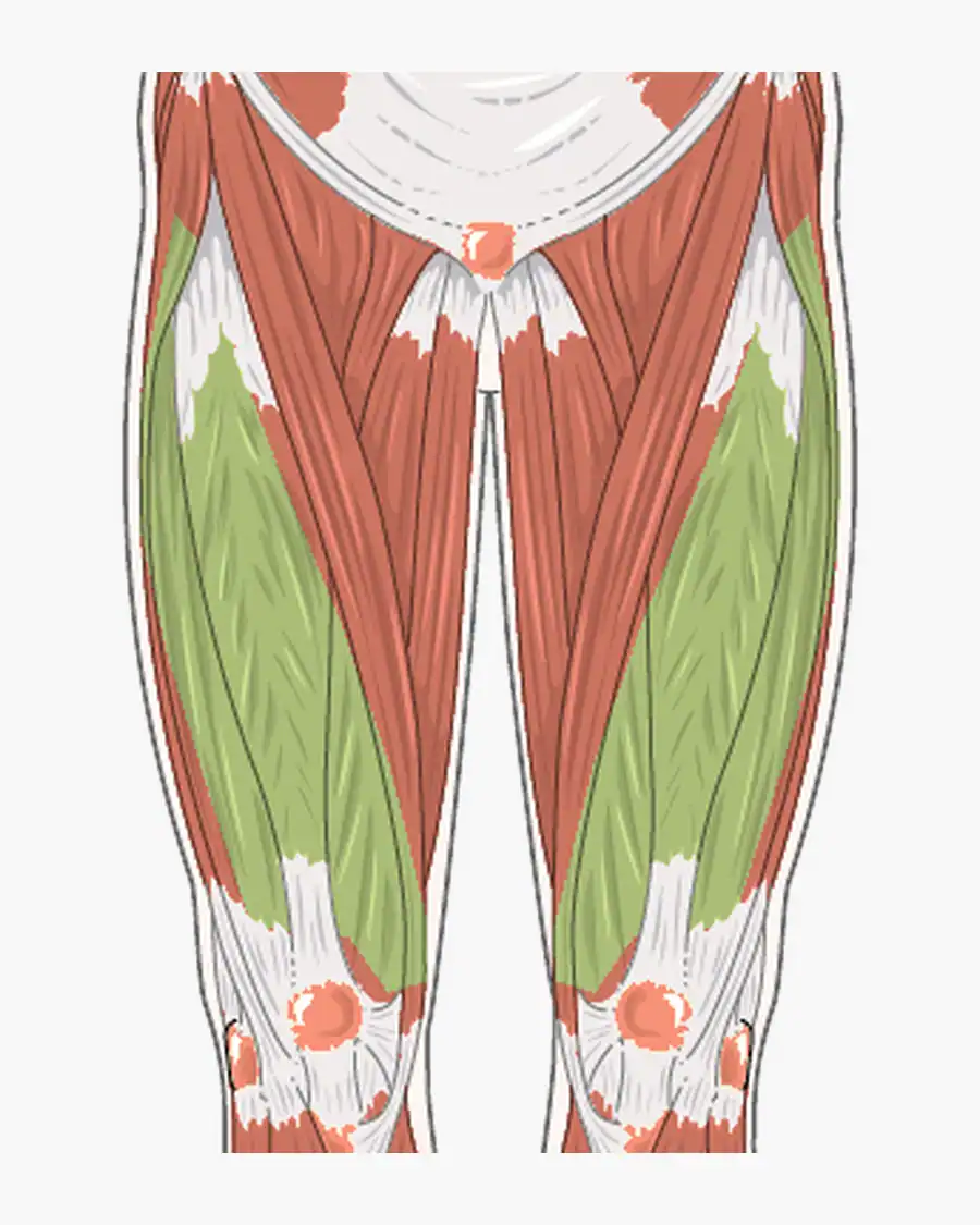 Vooraanzicht met zichtbare delen van de quadriceps aan de voorkant van de bovenbenen lichtgroen gemarkeerd.